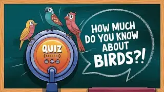 General knowledge Quiz | Birds | Brainwave Quiz Challenge