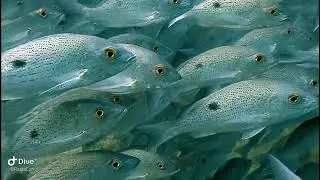 Coiba Dive!! Panama winter season 2022-2023