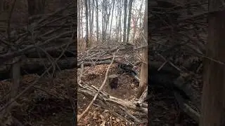 Deer blind Made out of wood #buckdeer #hunting #buck #monster buck #deerhunting