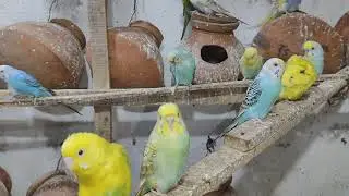 বদ্রি পাখির সুন্দর মুহুর্ত #birds #blackfacebudgie #birdbreeding #budgies 