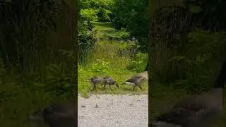 Canadian Geese #lake #birds #canadiangeese #babyanimals #nature #goslings #goose #animals #wildlife