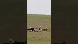 Crazy Bald Eagle swoops grab a rabbit out of a fox's mouth #eagle snatched
