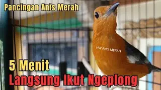 ANIS MERAH Suara Ngeplong Ajaib‼️Sekali Pancingan Anis Apapun Pasti ikut Ngeplong Gacor