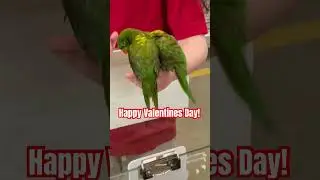 Lorikeets loving up on one another! Parrot Valentines! #parrotlover #parrotbaby #parrots