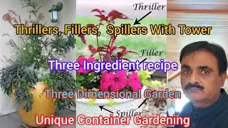 Thrillers Fillers & Spillers Technique Of Container Gardening. Three Dimensional Plant Arrangement.