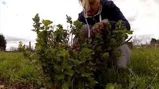 Ep26: Gooseberries & Red Currant Bushes * ALLOTMENT GARDEN HAPPINESS