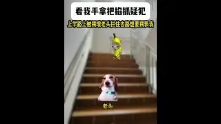《北野惊天》 #猫meme #猫meme小剧场