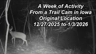A Week of Activity from a Trail Cam in Iowa, 12/27/2025 to 1/3/2026, Original Location