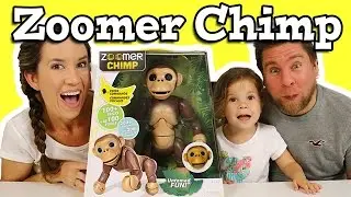 Zoomer Chimp