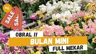 OBRAL ANGGREK BULAN MINI BERBUNGA HANYA 80.000
