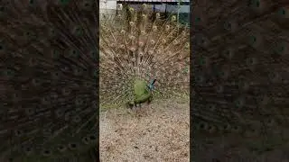 pavo muticus
