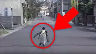 Family Teaches Pet Penguin One Activity That Leaves the Community in Awe