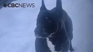 Dawson City officials search for dog that attacked and killed another dog