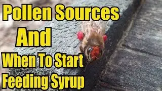 Pollen Sources And When To Feed Syrup Inside The Hive