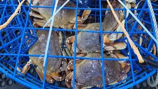 DUNGENESS OCEAN CRABBING with HUGE CRAB! *Garibaldi twin rock* limits with 3 pots*