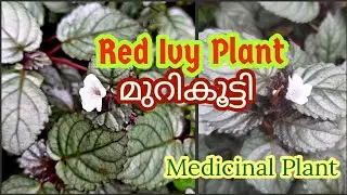 Red Ivy (Red Flame Ivy Plant) | മുറികൂട്ടി |Hemigraphis Alternata