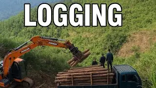 &ldquo;From Forest to Truck &ndash; On Dangerous Mountain Roads&rdquo; 🌲🚛⚡#Logging #Timber #MountainRoads 