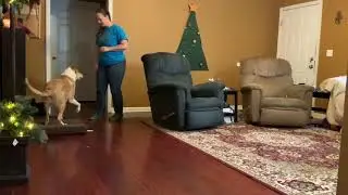 Dog Training Advent Calendar - 10 Days till Christmas!