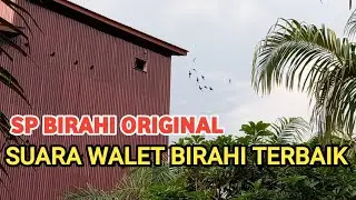 SP Birahi Original by Atax Walet | Suara walet terbaik 2022