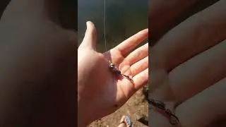 How to catch bullhead