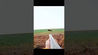 охота на кабана с храбростью #cinghiale #chasse #wildboar #hunting #sanglier #russia #chase
