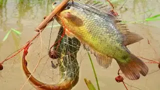 Best Current Net Fishing Technique Catch Koi & Catfish | Traditional Fishing With Karen net।