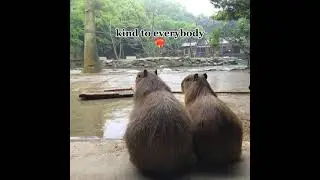 Top 5 Capybara Criminals🤯😱#CTTO #shorts #memes