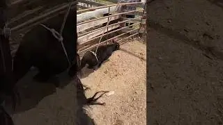 Branding pen pantyhose #roping #branding #horse #calf