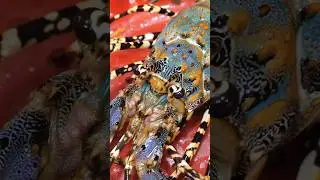 Giant Crayfish MASTER! 🦞 The Crazy-Quality Street Food That Blew Up Vietnam