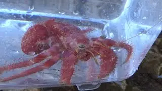 Ermita&ntilde;o gigante (Dardanus calidus). El coloso de los ermita&ntilde;os mediterr&aacute;neos. GONZALO.