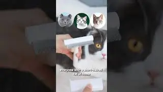 Grooming Tips from a Pro: How to Brush Your Short-Haired Cat! 🐱#aumuca #aumucacatbrush #catgrooming