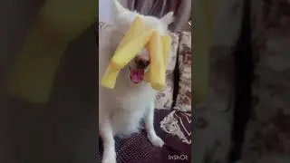 Meri Shadi😃 #dog #ytshorts #dogshorts #doglove #funny #trending #shorts #cartoon #ghibli #doglife