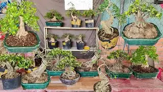 Bonsai chơi Tết đẹp rẻ 11/1 Kim Quýt, Vú Sữa, Cần Thăng, Nguyệt Trà Sam Me Trang | Thanh Nhàn
