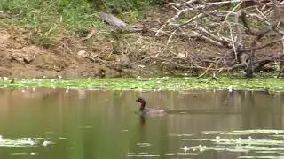 THE LITTLE GREBE