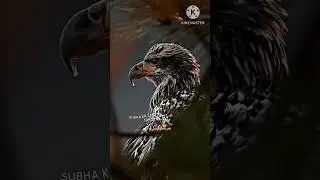 rcb power salt support subscribe #smartmix#viralvideo #short#mixmarvel #short #shortvirla #rcb
