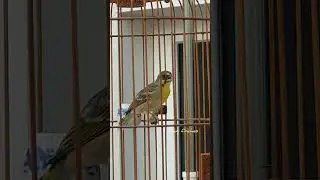 Lemon Finch ~ 柠檬燕