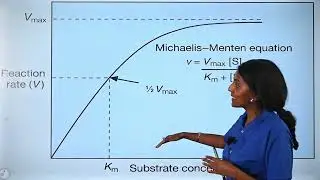3.8 Enzyme kinetics: Biology Grade 11