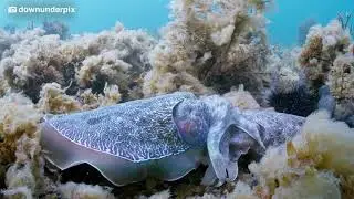 Cuttlefish Action