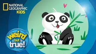 I Heart Animals | Weird But True!