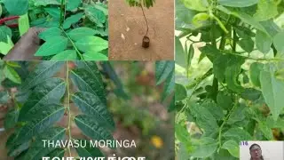 Thavasiraja Moringa leaves