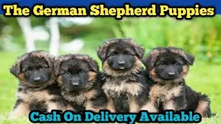 The secret to raising a well-behaved German Shepherd puppy in Delhi |  German shepherd puppy Price