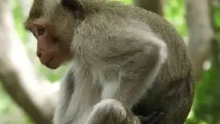 Feeling Sorry, When I saw Younger Monkey Broken Hand In Heidi Group