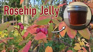 Rosehip Jelly - Wild Roses - Experimental Recipe - Will It Taste Good?