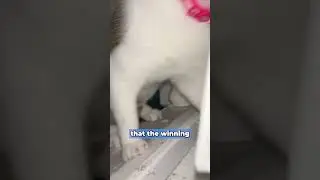 The cat brought the winning lottery ticket to its owner