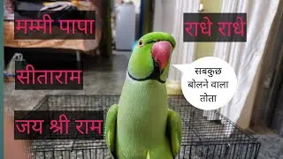 parrot talking mummy papa | parrot talking radhe radhe | राधे राधे बोलने वाला तोता | जय श्री राम |🌷💖