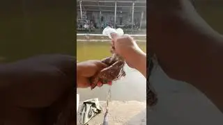 Galatama lele Ayudia Tanggerang Selatan 