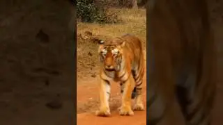 Tigress at Tadoba Andhari Tiger Reserve Nagpur..#tigress #tiger #tadobajunglesafari #tigerreserve