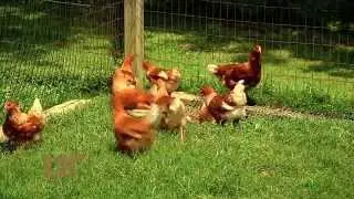 4-H Chick Chain