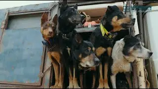 Feral goat control with mustering dogs