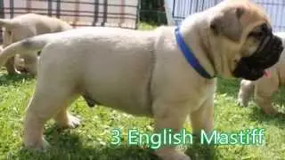 Top 10 Largest Dog Breeds - Big dogs big love!